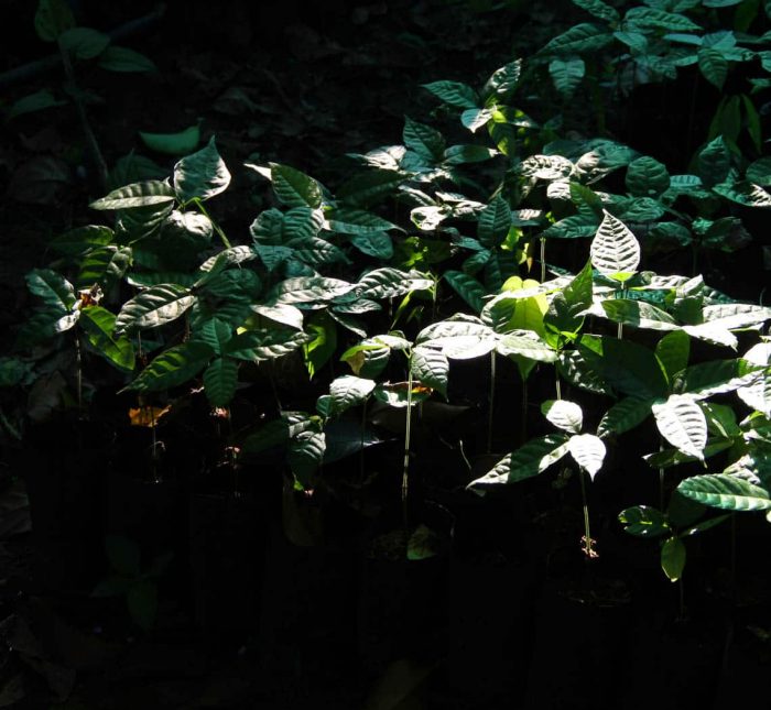 พันธุ์โกโก้ Cacao Trees - Image 2