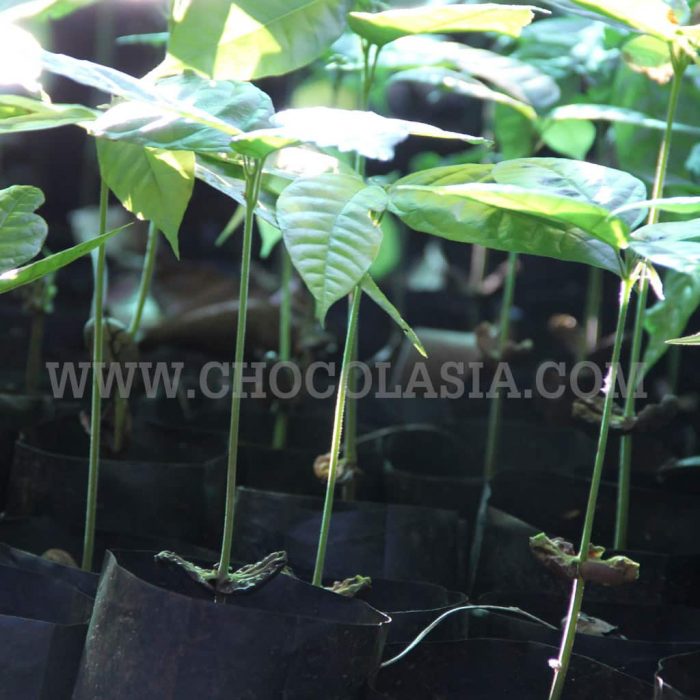 พันธุ์โกโก้ Cacao Trees - Image 3