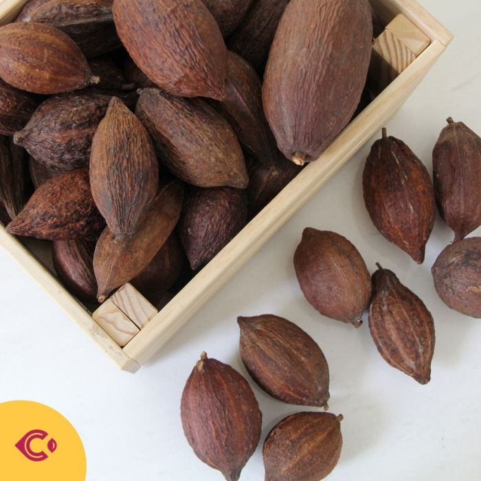 ผลโกโก้แห้ง สำหรับตกแต่ง (Dried Cacao Pods)