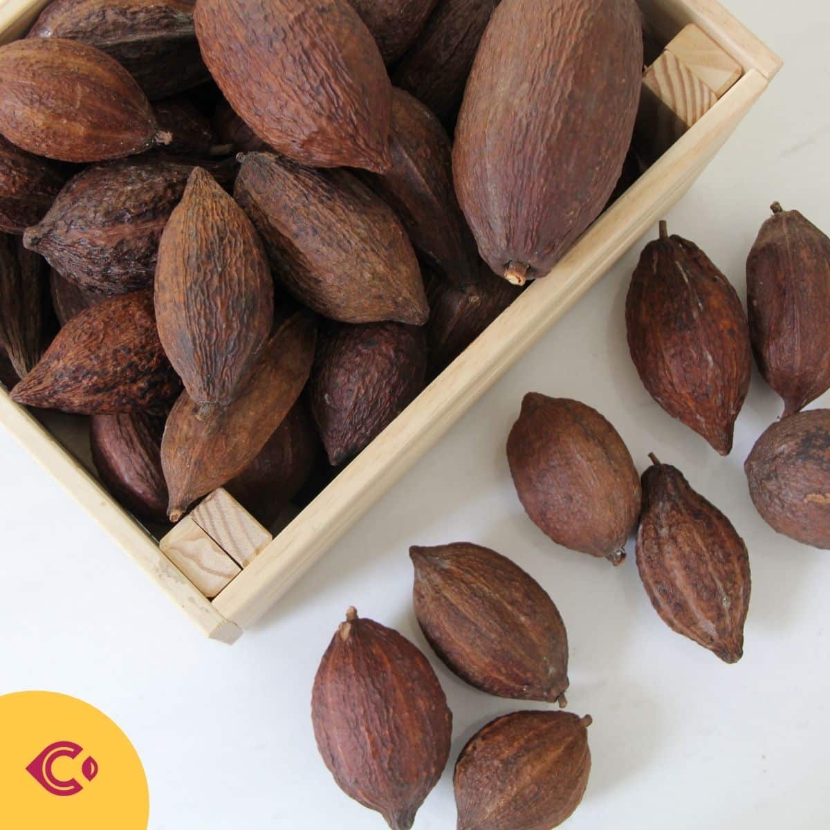 ผลโกโก้แห้ง สำหรับตกแต่ง (Dried Cacao Pods)