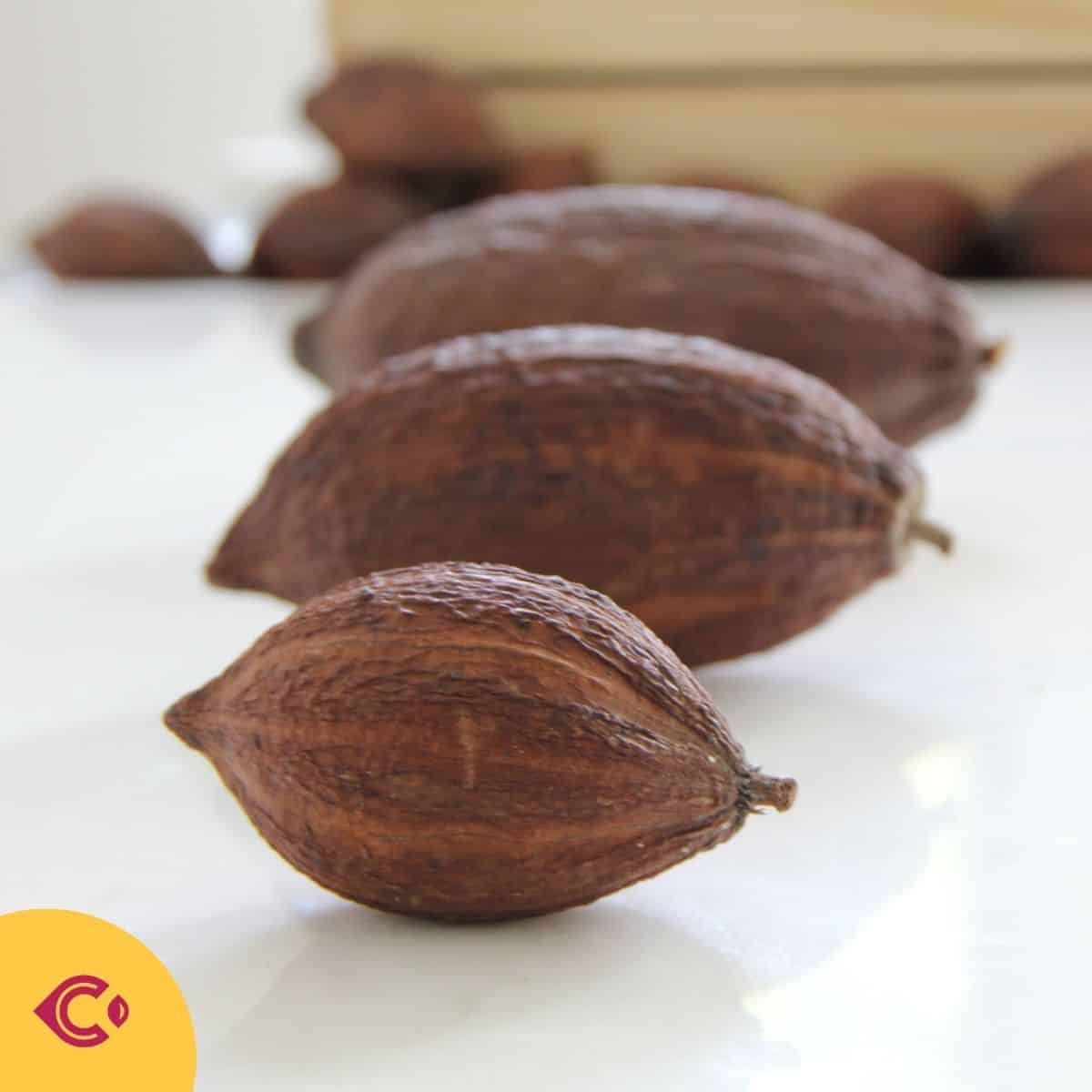 ผลโกโก้แห้ง สำหรับตกแต่ง (Dried Cacao Pods) - Image 2