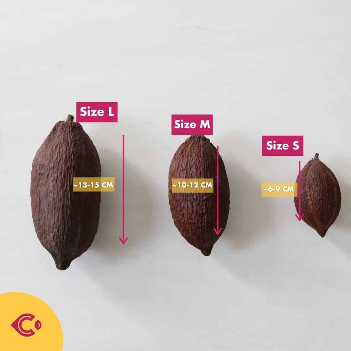ผลโกโก้แห้ง สำหรับตกแต่ง (Dried Cacao Pods) - Image 3