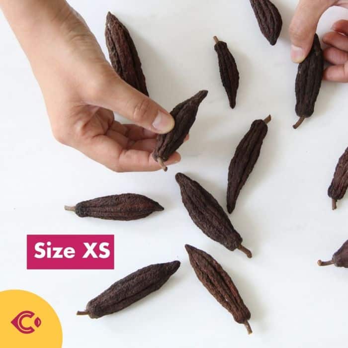 ผลโกโก้แห้ง สำหรับตกแต่ง (Dried Cacao Pods) - Image 4