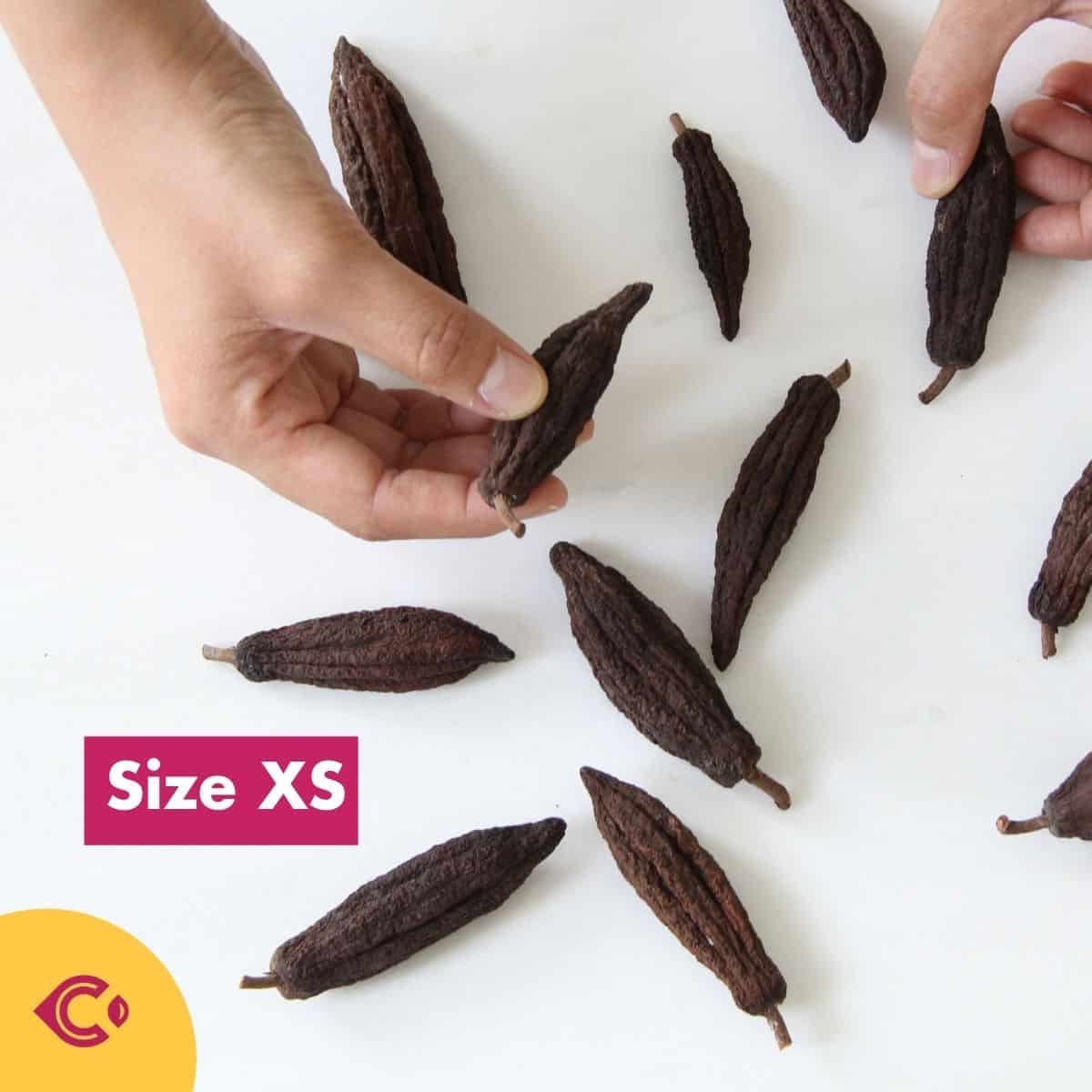 ผลโกโก้แห้ง สำหรับตกแต่ง (Dried Cacao Pods) - Image 4