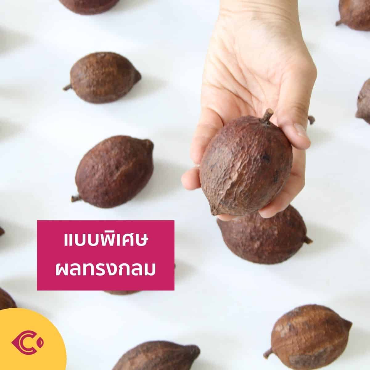 ผลโกโก้แห้ง สำหรับตกแต่ง (Dried Cacao Pods) - Image 5