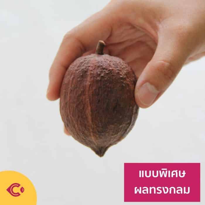 ผลโกโก้แห้ง สำหรับตกแต่ง (Dried Cacao Pods) - Image 6