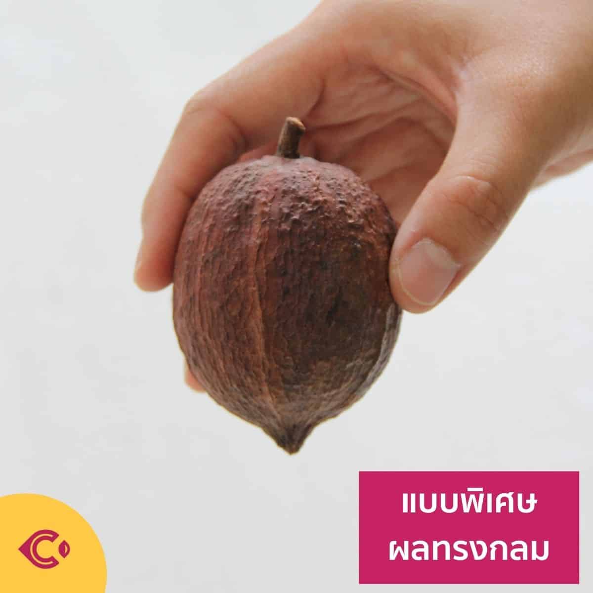ผลโกโก้แห้ง สำหรับตกแต่ง (Dried Cacao Pods) - Image 6