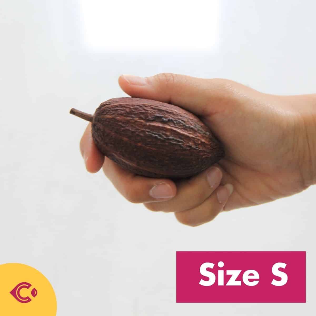 ผลโกโก้แห้ง สำหรับตกแต่ง (Dried Cacao Pods) - Image 7