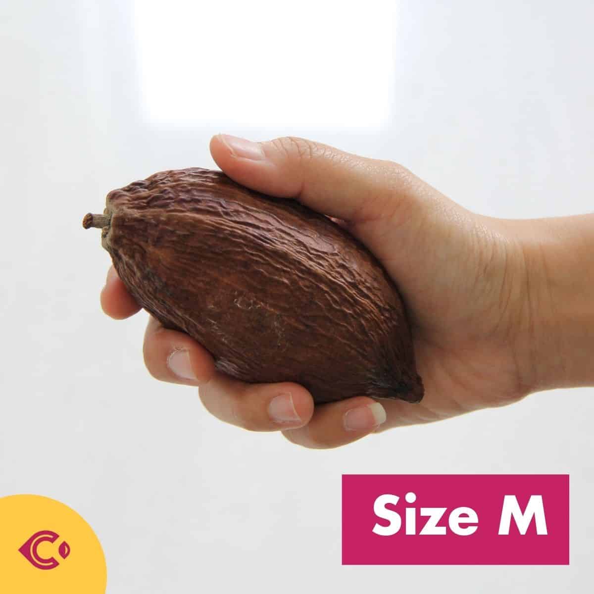 ผลโกโก้แห้ง สำหรับตกแต่ง (Dried Cacao Pods) - Image 8