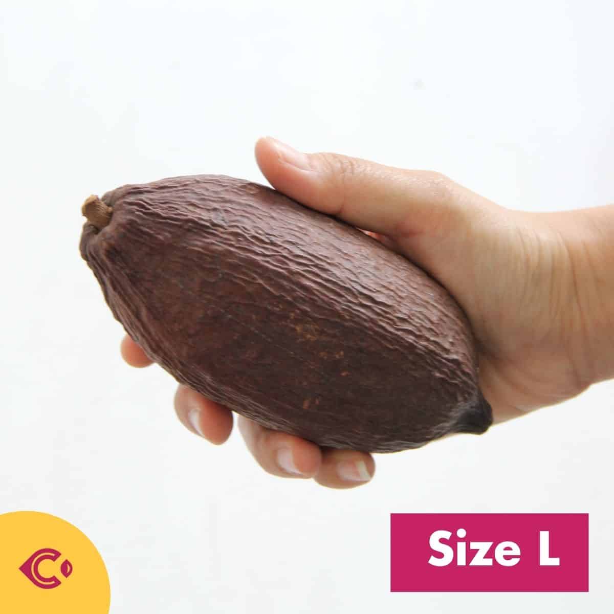 ผลโกโก้แห้ง สำหรับตกแต่ง (Dried Cacao Pods) - Image 9